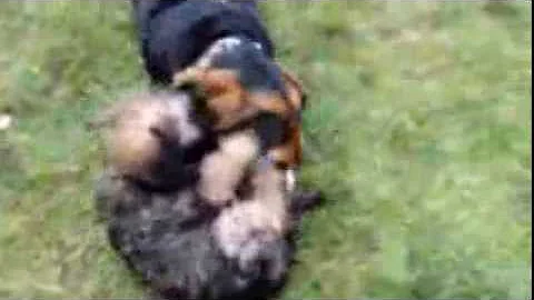 Ciunci fights Remi