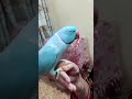 Blue ringneck talking  adult male face to face talking