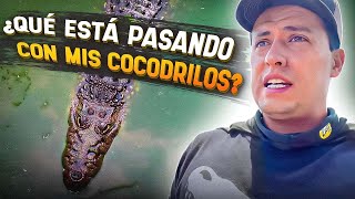 Problemas Con Los Cocodrilos!!!