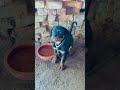 🐾 Heavy Quality Rottweiler Puppy For Sale 🔥 #royaldogkennel #rottweiler #apbt #dogshorts #traumtall