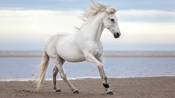 Bức tranh phong thủy Mã đáo thành công luôn có một con ngựa quay đầu Tại sao lại vậy