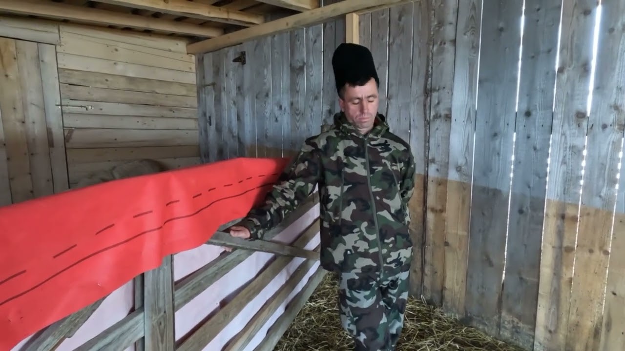 Și-a Făcut O Turma de Oi  În 3 Ani.Baciul Petrescut Ioan din Loc Oglinzi.Neamt.Cu 2 Vaci Treci Iarna