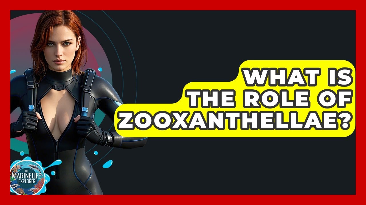 What Is The Role Of Zooxanthellae? - The Marine Life Explorer