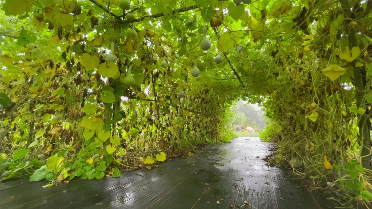Gourd Tunnel YouTube