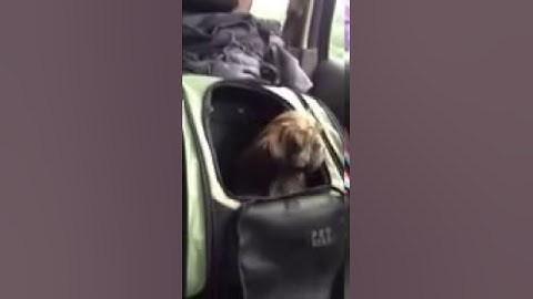 Shit-zu puppy hating his car seat