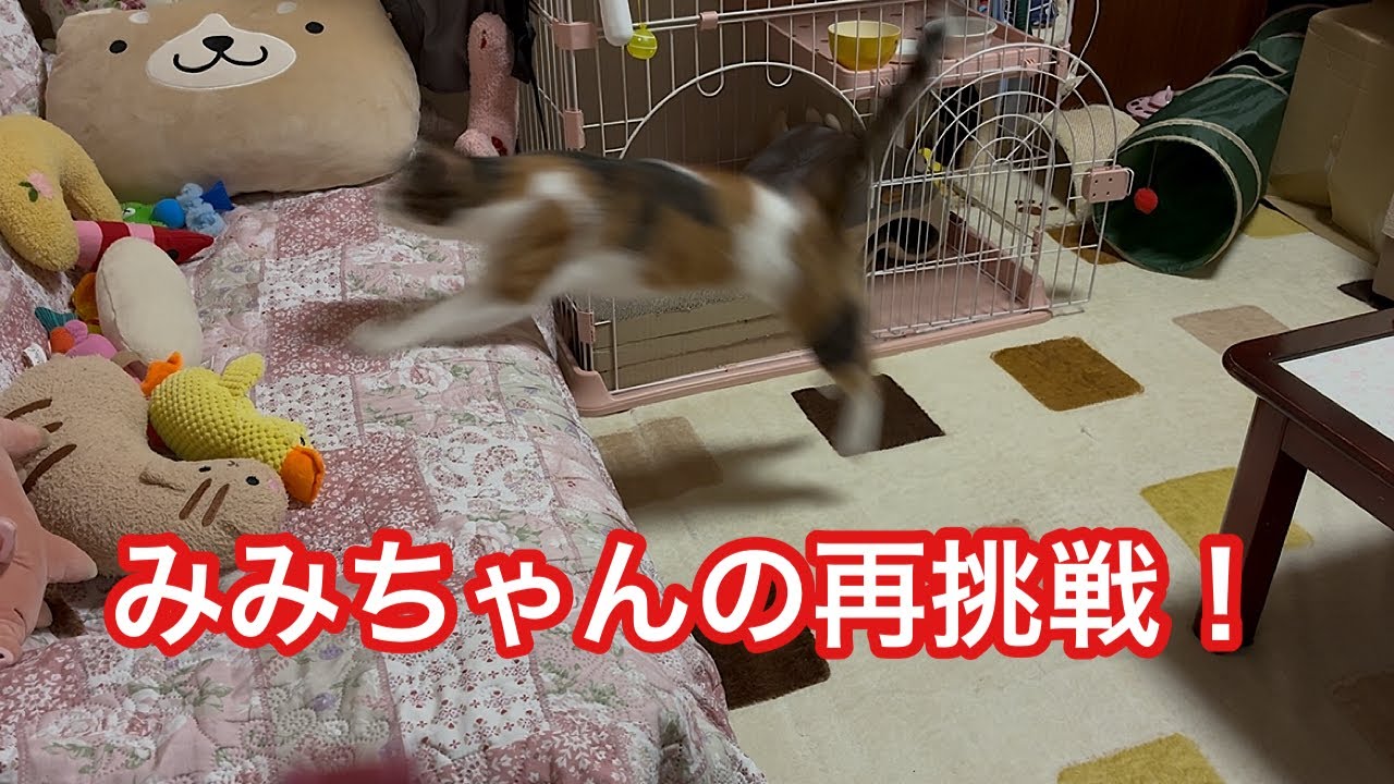 Mimi-chan's New Attempt! 729 - YouTube