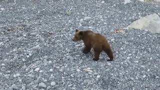 полтора медведя one&half bear by MrDKedrov 5,312 views 5 years ago 5 minutes, 8 seconds