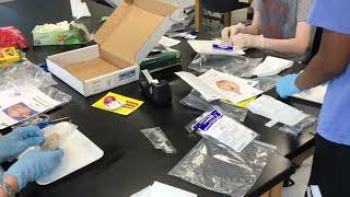 Anatomy - Dissecting sheep brain