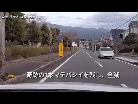 街路樹が枯死しました、行政はどう責任をとるでしょうか？