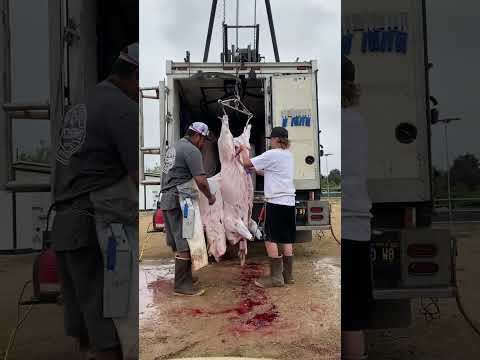 Pig slaughter - YouTube