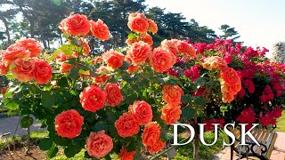 Enjoy a day off with Roses in the Evening Twilight. 4K