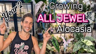 2 Years of Growing Jewel Alocasia | Massive 2025 Collection Update (35  Rare Varieties)