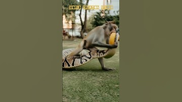 Pyrhon Vs Monkey #animals #animallover #shorts #shortsfeed #nature #wildlife #trending #python #yt