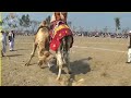 Camel angara vs camel bhola  unique camel dangal in punjab animals