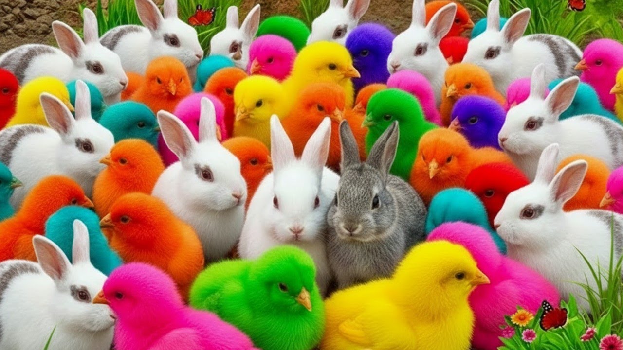 Tangkap Ayam Warna Warni di Rumah | Ayam Rainbow