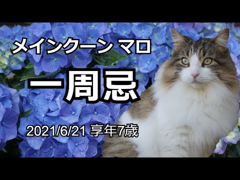【メインクーン・マロ】一周忌～2022年6月21日