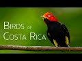 Exploring the birdlife in the cloud forests  birds of costa rica