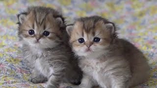 So Super Cute Baby Cat Kitten Playing Funny Video #CatsKittens 62 by Cats Kittens 494 views 4 years ago 8 minutes, 11 seconds