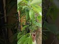 Chinese Plant Chinese Plant