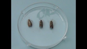 2   Checking Bucket Traps - Monitoring Codling Moths