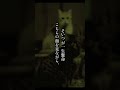 【動物にまつわる話】餌付けしてた野良猫 #不思議な話 #2ch #2ちゃんねる