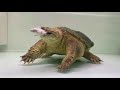 Tortuga Caimán Comiendo un Ratón Con Música de Linkin Park de Fondo