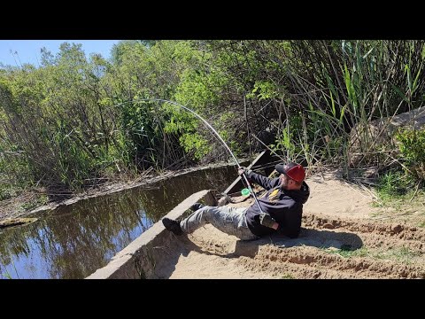 Видео: ВОНО ТЯГНЕ і НЕ СТАЄ, Перша ТОРПЕДА сезона, Рибалка на САЗАНА