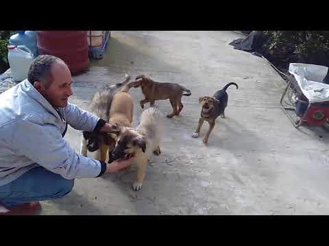 Video: Sytë Dhe Goja E Këlyshit Të Qenit Mbyllur Në Aktin Shqetësues Të Mizorisë Së Kafshëve