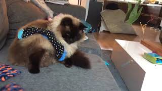 Maine coon cat and Ragdoll cat play and catch the socks