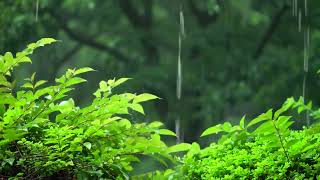 Sleep Music with Soft Rain, Wind and Thunder