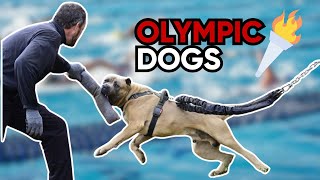 Cane Corsos are Champions  BEST Cane Corso qualities