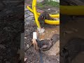 yaa gimana ciki  ciko 😆🙏🏻🤣 #animals #pets #otterindonesia #funny #surabaya #zooanimals #otter