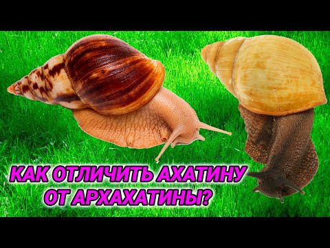 Как отличить ахатину от архахатины. Улитки ахатины и архахатины