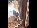 ドアが開いてるのに待つ犬 😂🐶