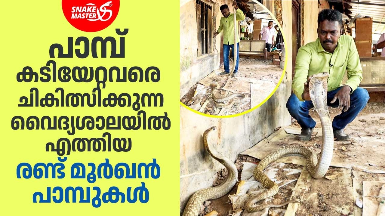 രണ്ട് മൂർഖൻ പാമ്പുകൾ വാവക്ക് നേരെ കുതിച്ചു ചാടി | Cobra Rescue | Vava Suresh | Snakemaster 1158