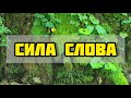 Слово. Сила слова. Энергия слова