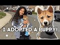 ADOPTING A PUPPY WITH MY BOYFRIEND: Shiba Inu