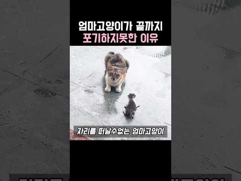엄마고양이가 끝까지 포기하지못한 이유 thumbnail