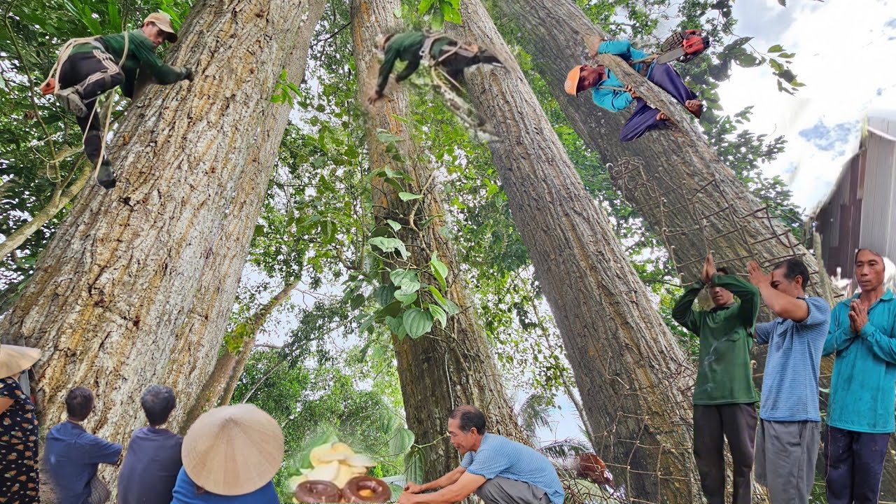 Cưa 4 Cây Sao To Cao Um Tùm, Ngay Nhà, Vị Trí, Hẹp,Quá Khó,Ai Cũng Ra Xem, Cưa Kỹ Thuật, 286