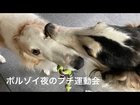 【ボルゾイ夜のプチ運動会】おやすみ前のひと暴れ。