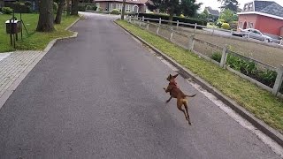 'Walking' Senna German Pinscher