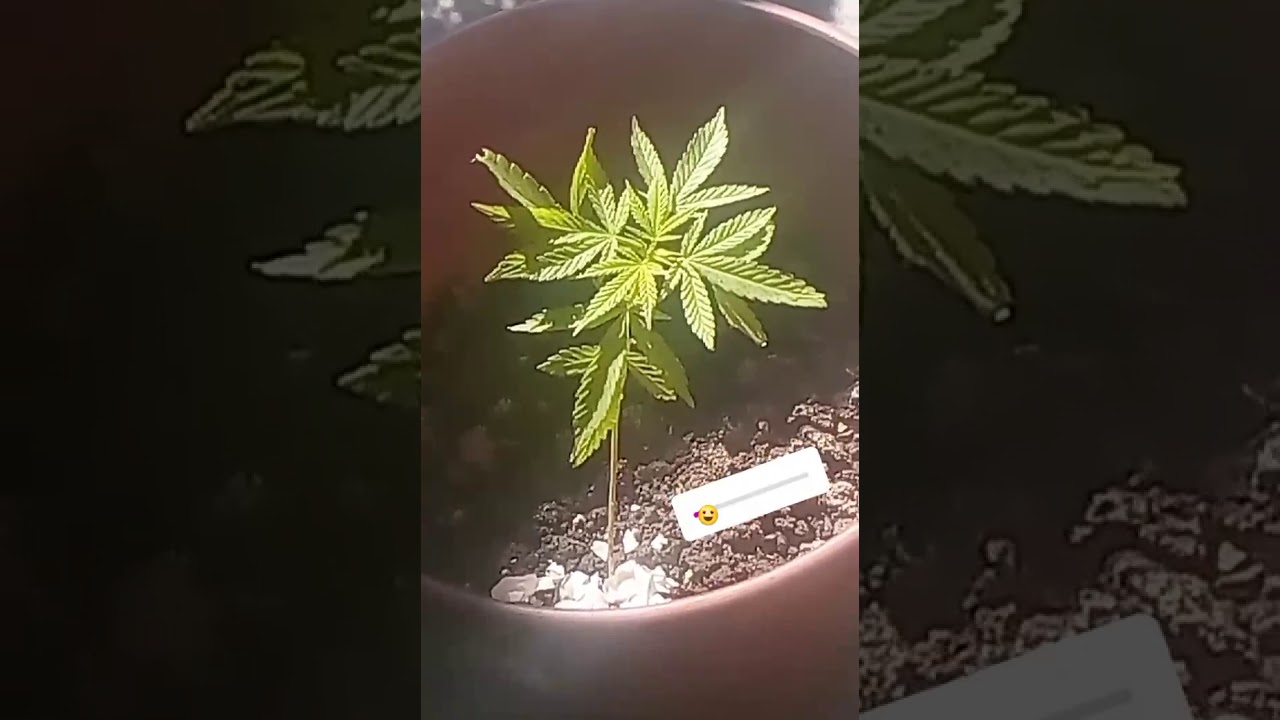 Alguém pode me dizer se e sativa ou indica ?