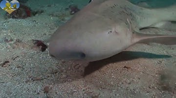 سورة الرحمن كاملة القارئ الشيخ محمد خليل .Holy Quran Surah Rahman