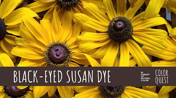 HOW TO MAKE NATURAL DYE WITH BLACK-EYED SUSAN | OR...
