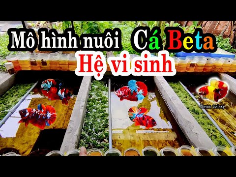 Video Mô Hình Nuôi Cá Betta Theo Hệ Vi Sinh giúp nước trong... - youtube