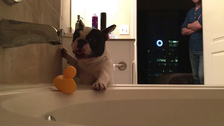 The Frenchie Struggle is Real