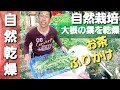 《大根の葉を乾燥 #275》【自然の暮らし/50代/vlog】無農薬栽培/大根の葉/自然茶/ふりかけ