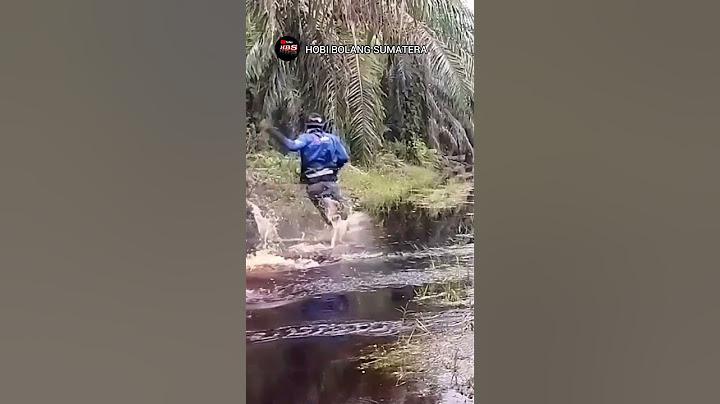 Panik umpan lele ku di hantam toman jumbo #shorts #videoshorts