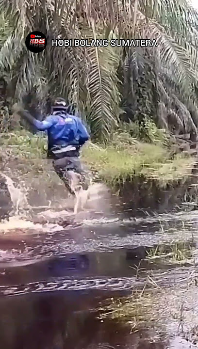 Panik umpan lele ku di hantam toman jumbo #shorts #videoshorts