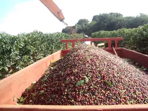 Colhedeira café mecanizada - YouTube
